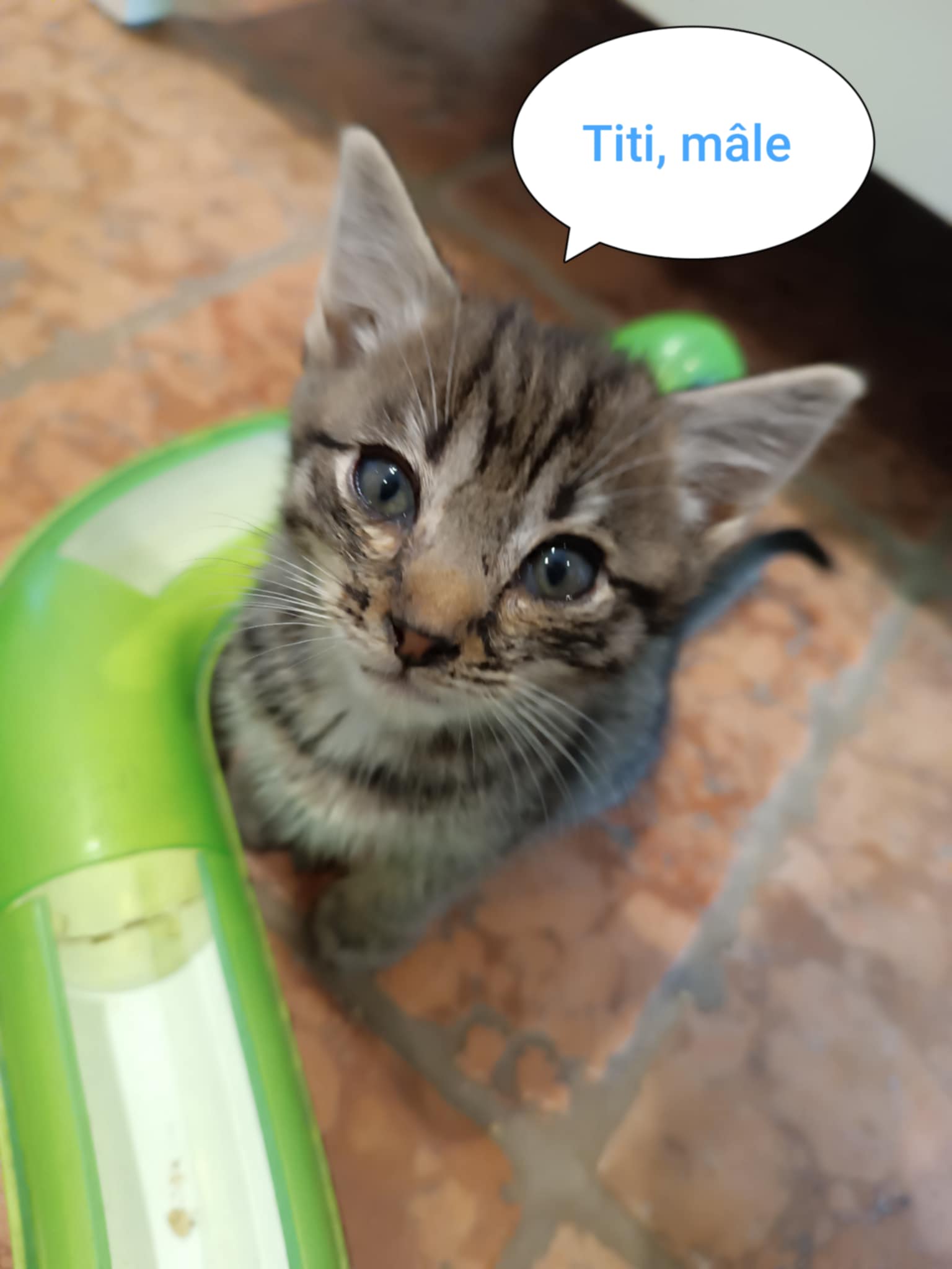 Titi
