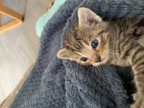 Sokka