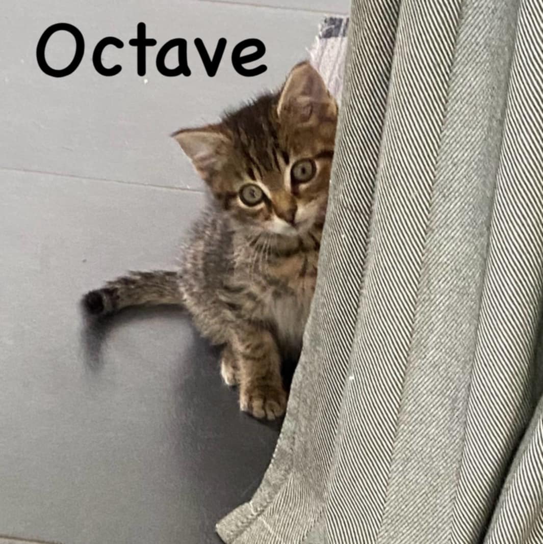 Octave