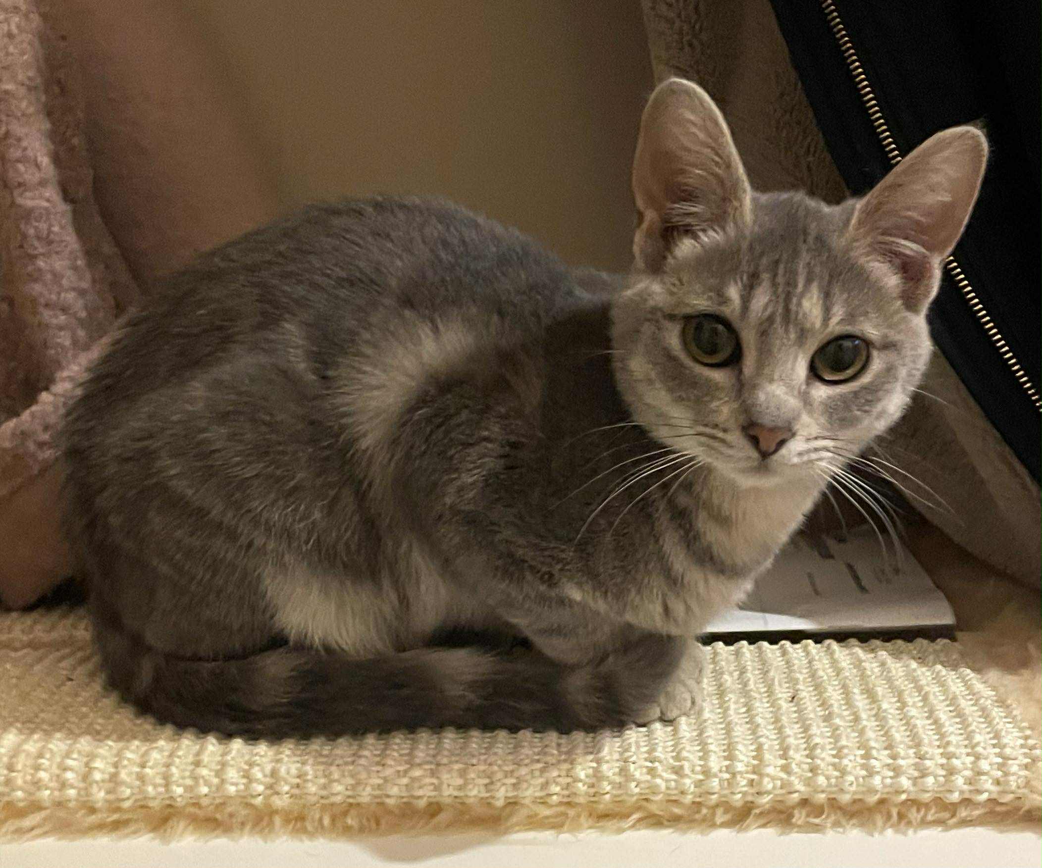 Zelda