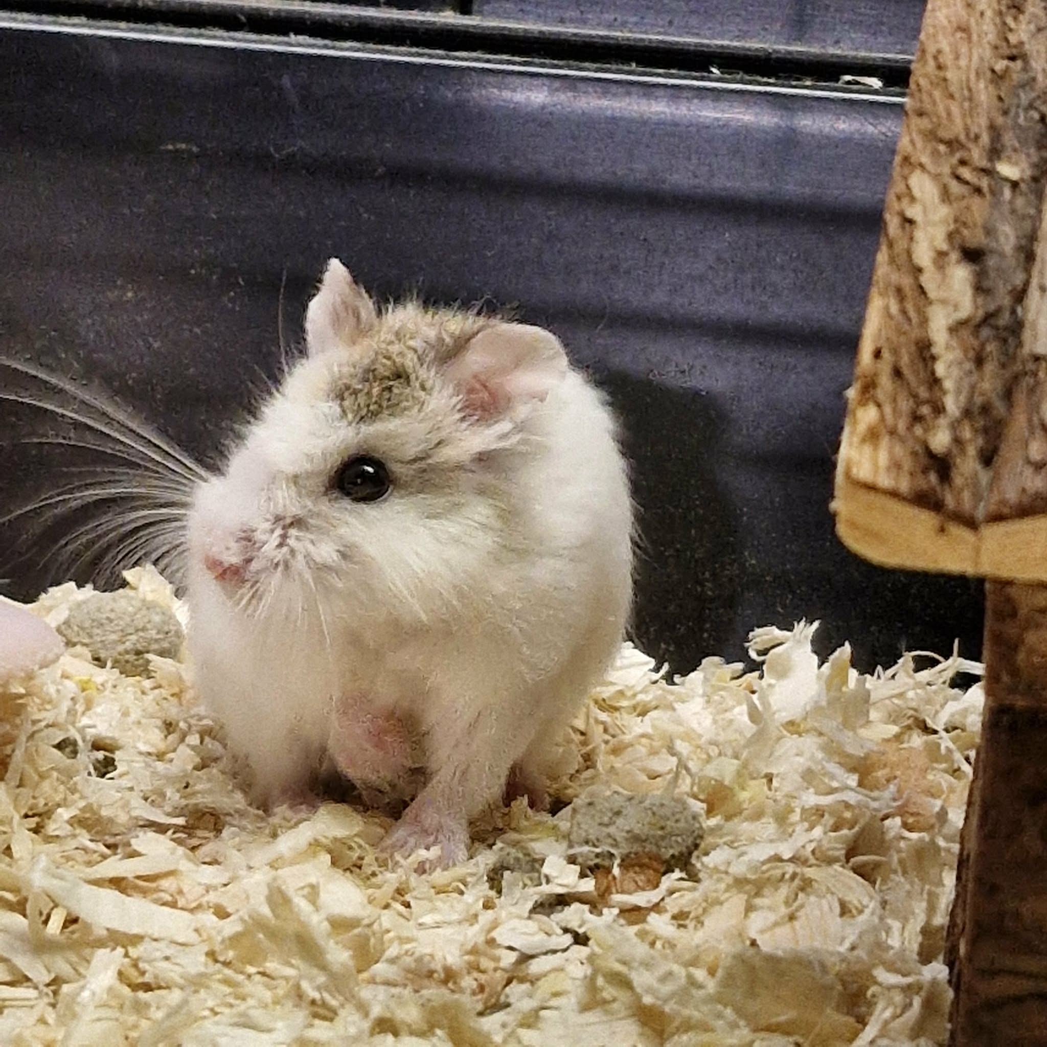 Hamtaro