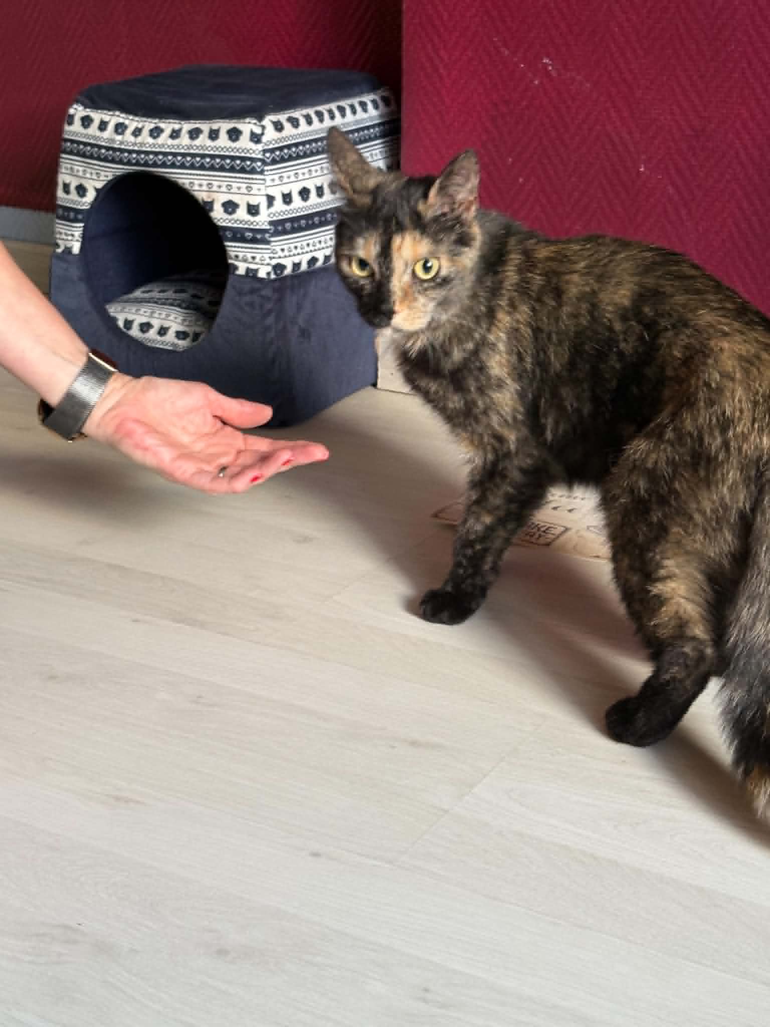 Tichat